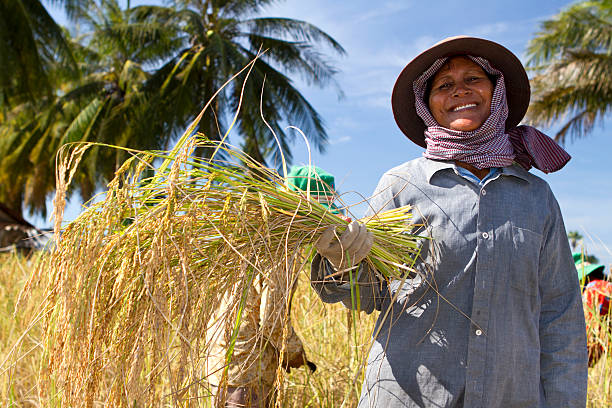 About Srov - Women harvesting rice in Cambodia